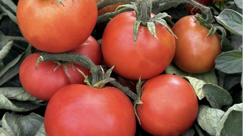 Legend tomatoes on a plant