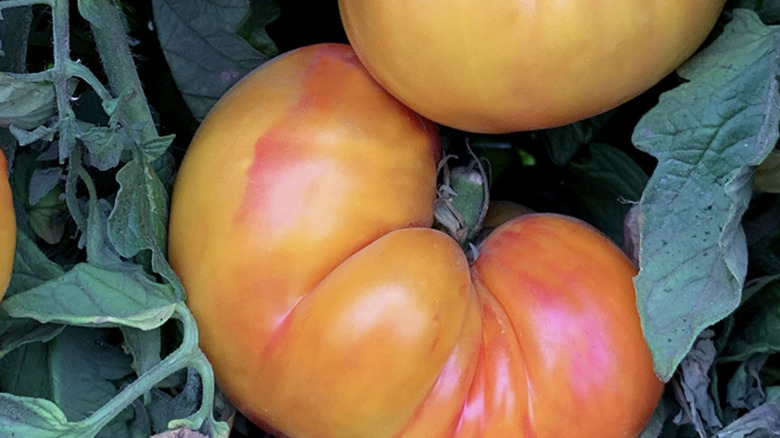 Large 'Northern Lights' tomatoes on a plant