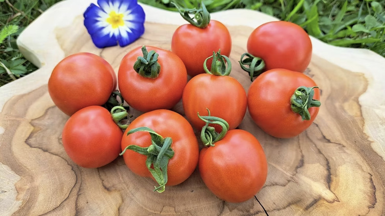 'Quedlinburger Frühe Liebe' tomatoes on a wooden platter