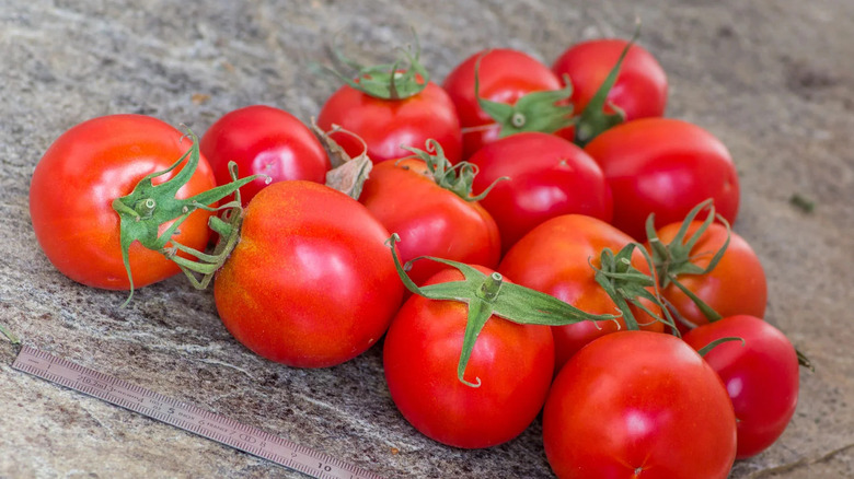 'Sub-Arctic Plenty' tomatoes grouped together