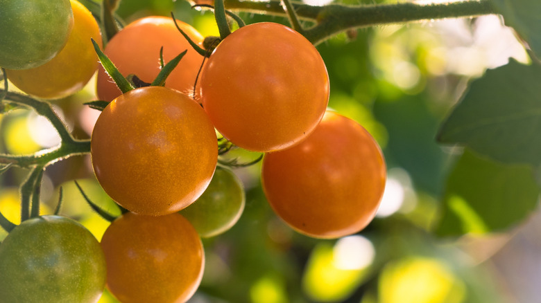 'Sungold' cherry tomatoes on plant