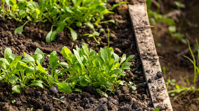 Arugula seedling in garden