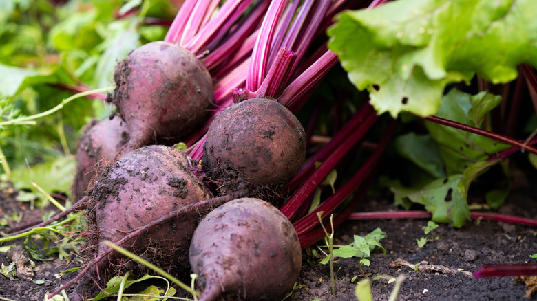 Beets with background of a vegetable garden