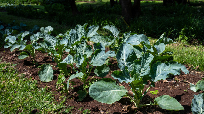 a Row of Collard Greens plants