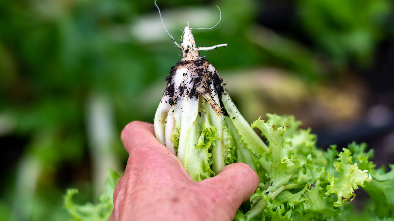 a person holding freshly picked endive