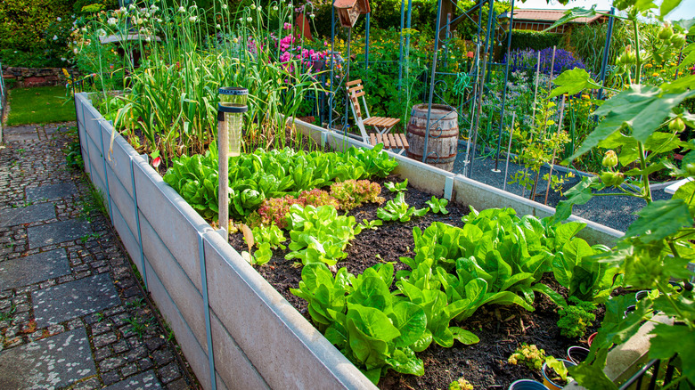 A raised bed full of vegetables