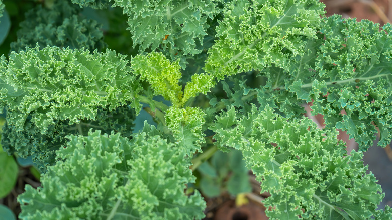 Curly Kale in the Organic Vegetable Garden