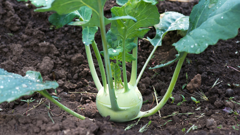 Organic kohlrabi in a vegetable garden.