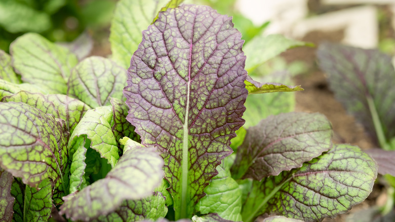 Purple mustard greens growing in the garden