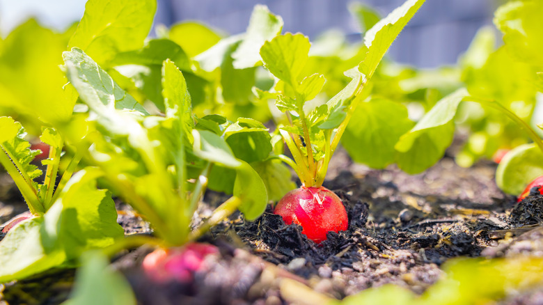 radishes growing in a garden