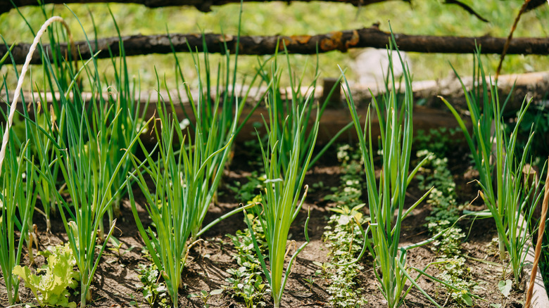 Green onions planted with other vegetables in a raised bed.