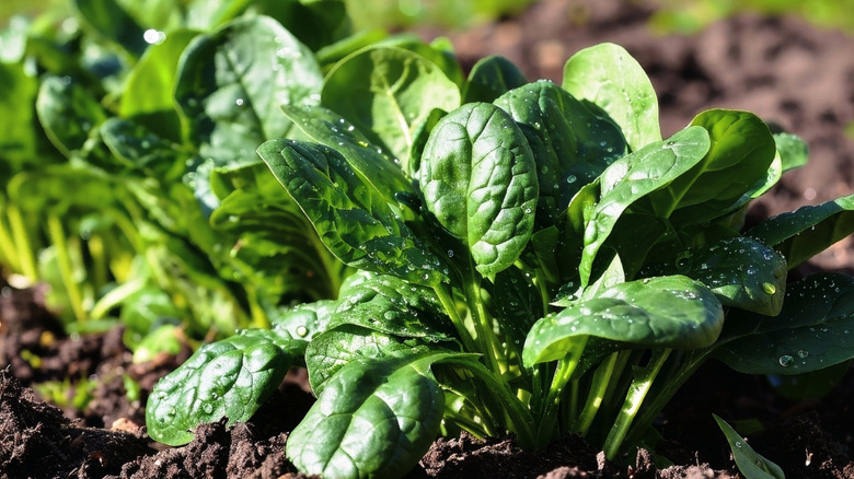 spinach growing in a home garden