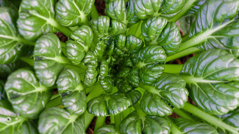 Fresh Green Tatsoi Leaves