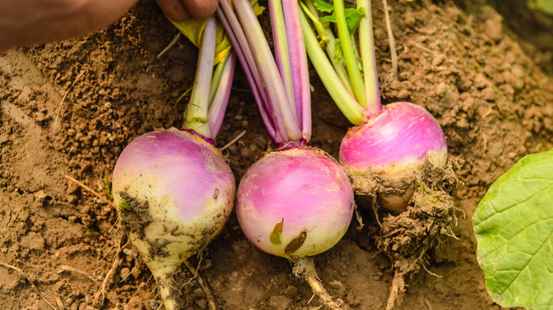 a female holding freshly harvested turnips
