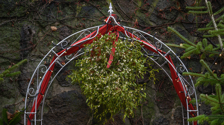 Purple morning glory flowers on white arch