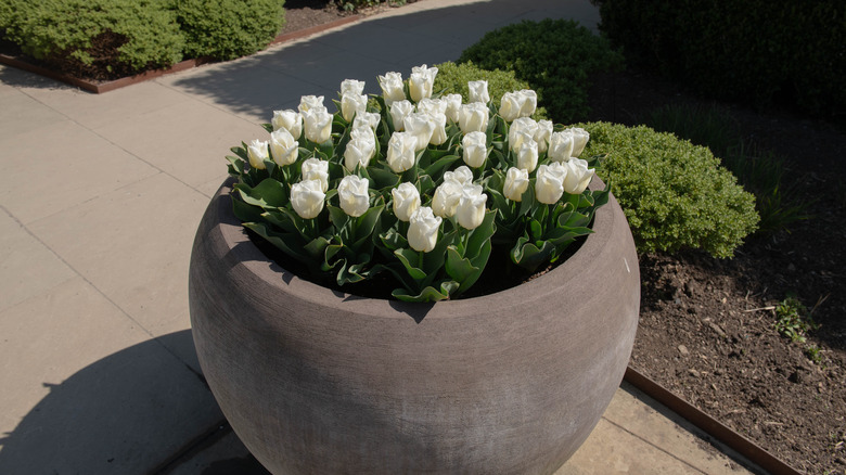 tulip flowers in large pot