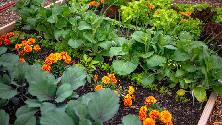 garden plot with raised bed