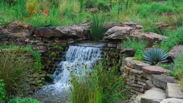 waterfall around native plants