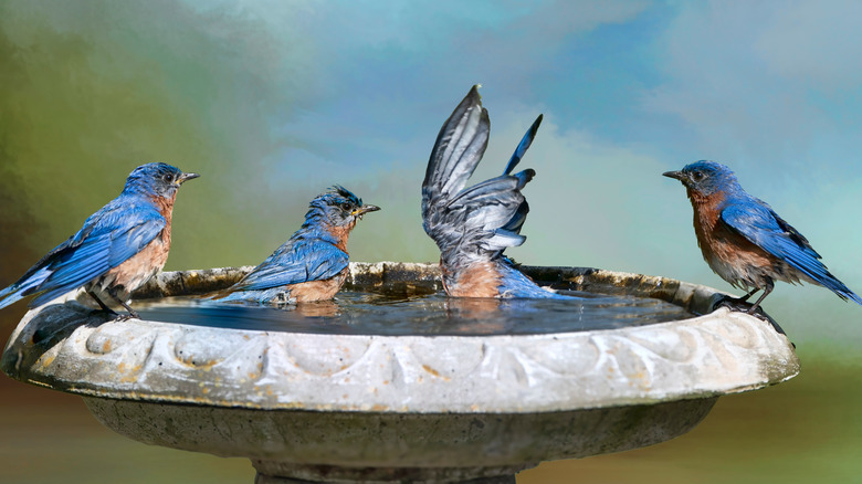 bluebirds in a bird bath