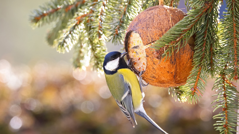 bird feeding from a coconut