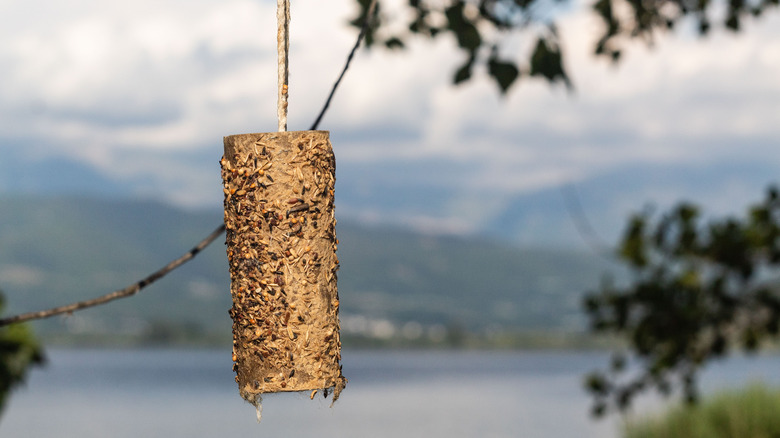 peanut butter bird feeder