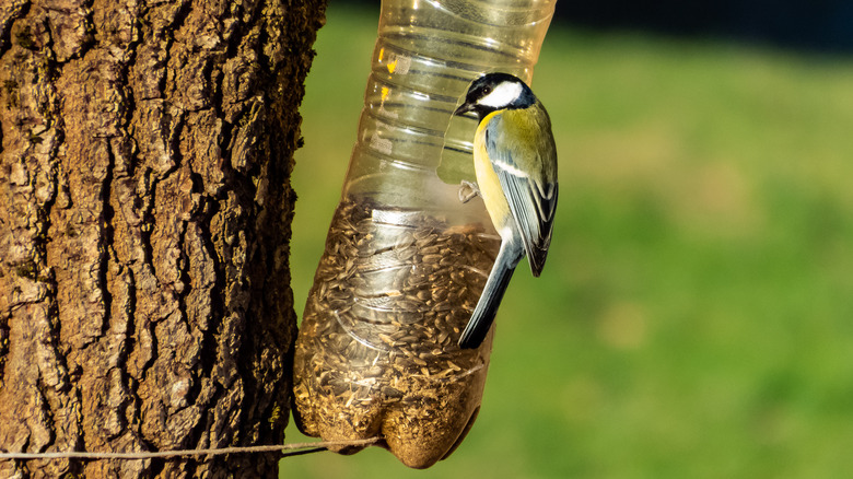 plastic bottle as bird feeder