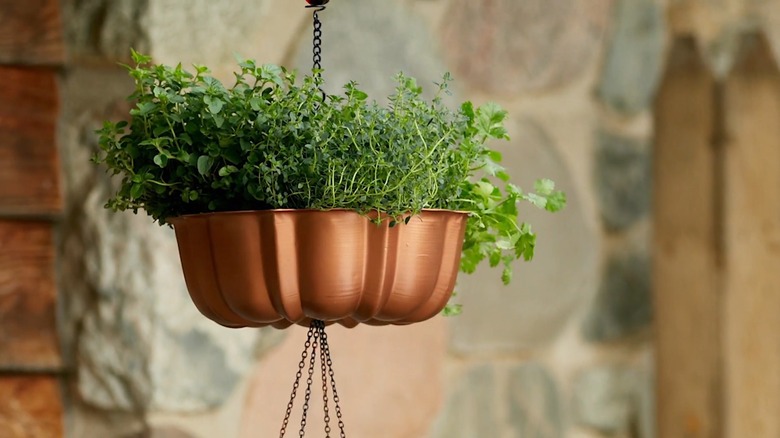 Hanging bundt pan planter filled with herbs