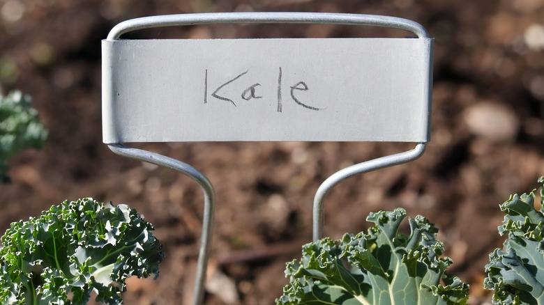 plant tags with charcoal