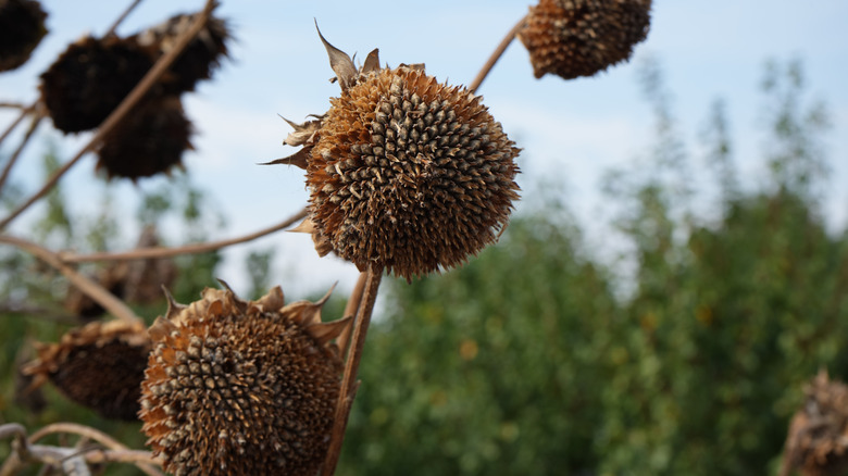 Group of brown seed heads
