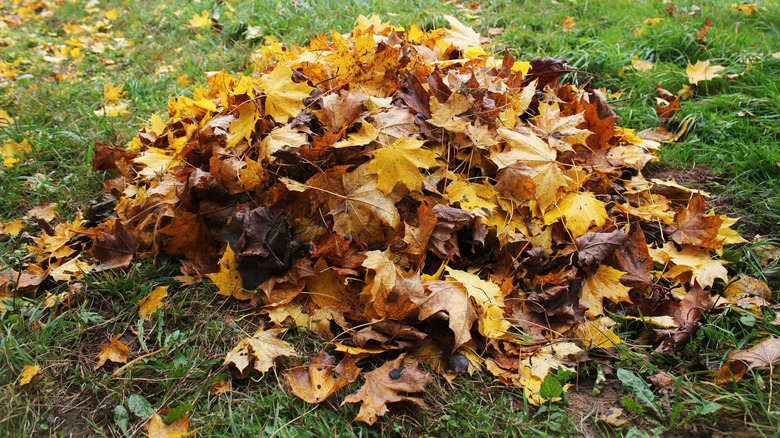 Closeup of autumn leaves in a pile on a yard