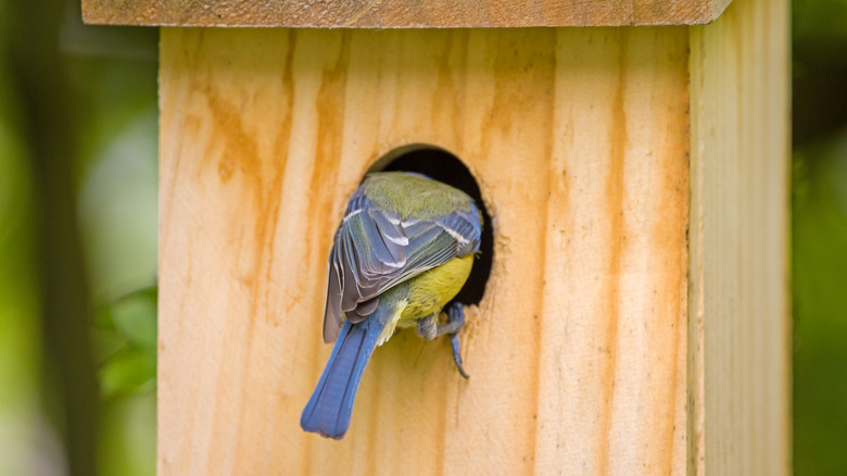 Bird going into a hole of a roosting box