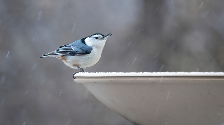 Blue bird standing on edge of birdbath during snow