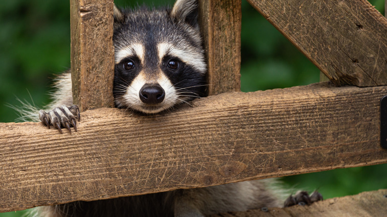 Closeup of a cute raccoon peeking through a gate