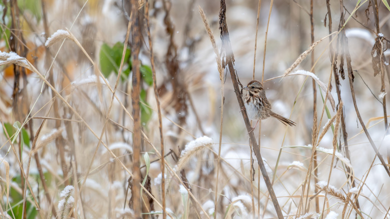 Sparrow perched on a dead stalk