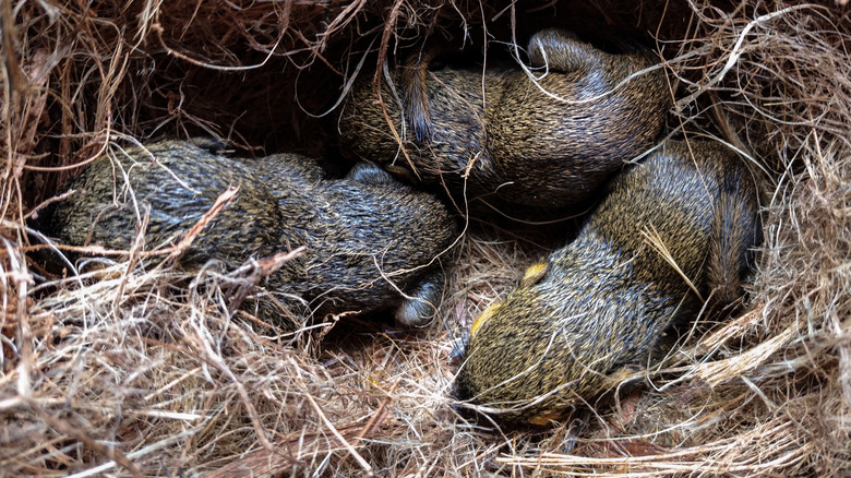 Baby squirrels sleeping in hedge