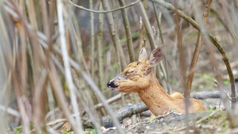 Closeup of a cute deer with her eyes closed resting in shrubs
