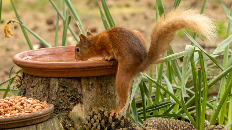 Cute squirrel drinking water from a planter base