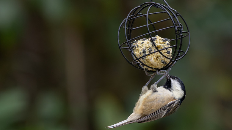 Cute bird hanging upside down eating suet