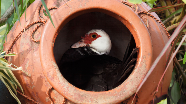 Duck inside emply planter
