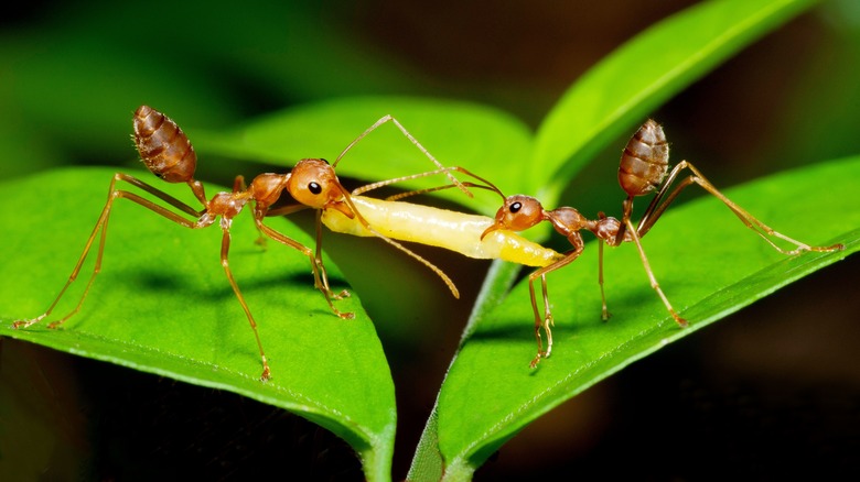 Ants on a plant 