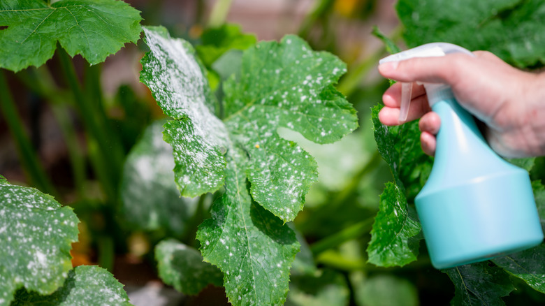 Powdery mildew on a plant 