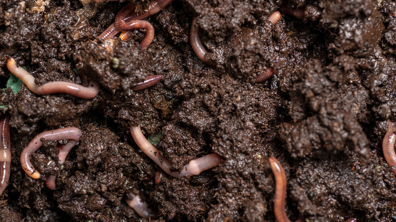 Lots of worms 