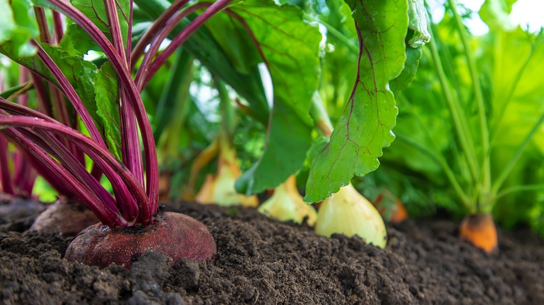 vegetables in garden