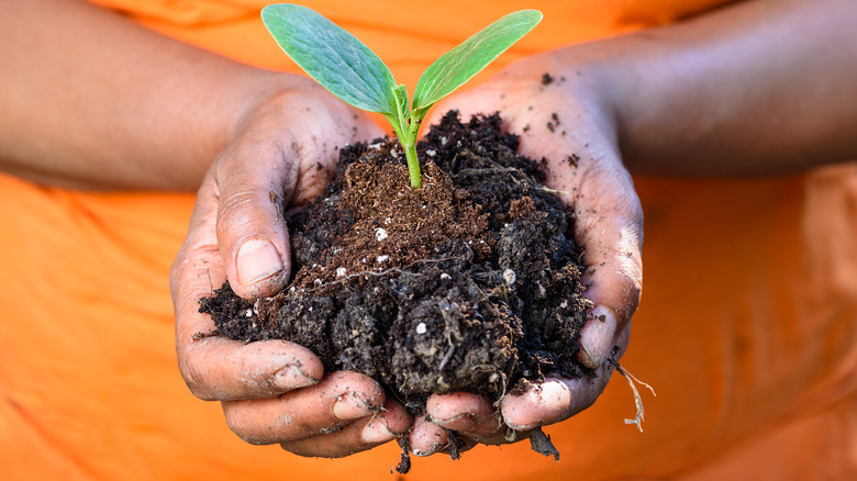 A handful of soil 
