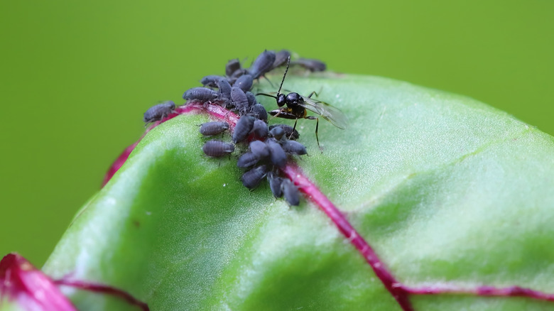close-up of parasitoid wasp attacking prey