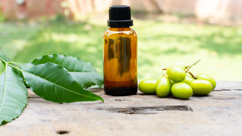 neem oil next to leaves and neem fruit