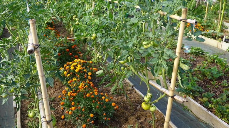 marigolds growing next to tomatoes in garden
