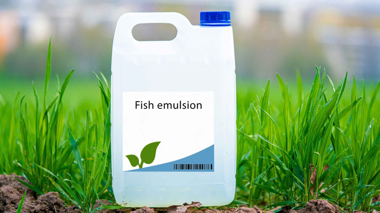 a bottle of fish emulsion sitting on soil in front of grass