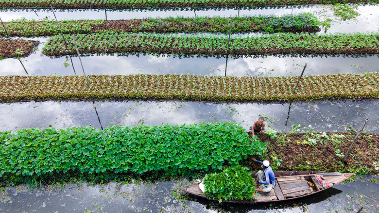 farmer in a boat harvesting crops among rows of floating gardens