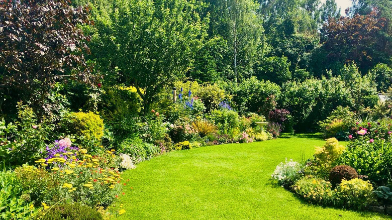 a forest-inspired garden with a variety of plant heights